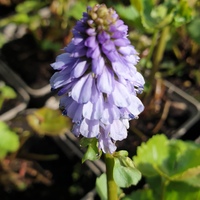 Synthyris missurica stellata